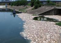 合肥一鱼塘7万斤鱼突然死亡 初判工业废弃物污染鱼塘水体