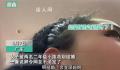 女子被二年级小孩劝不要结婚 网友评论：怨妇教育的孩子