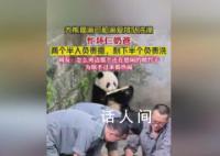 大熊猫洗澡两个半人摁半个负责洗 大熊猫原来是实心熊打湿也不缩水