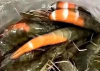 在广东买虾还没到家就熟了 广东究竟有多热