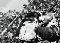 中国男子被同胞杀害藏尸行李箱 4名嫌疑人落网