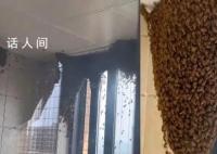 女子家中进蜜蜂 半小时被筑超大蜂巢