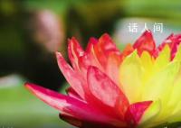 南京双色睡莲绽放配色绚丽如画 一半金黄一半嫣红