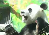 两只旅俄大熊猫体重和人气齐升 如意的体重从刚到莫斯科的96公斤长到了136公斤