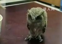 民警给猫头鹰幼崽喂饭絮絮叨叨 民警：我给你记了昂小猫头鹰找妈妈