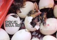 男子赶集买毛蛋到家全变鸭子 当事人：准备饲养