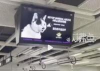 深圳地铁投放反虐动物广告遭投诉 称猫狗一年咬伤4000万人老百姓深受其苦