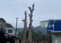 贵州300岁桢楠遭犯罪团伙“下毒” 可能导致古树大量枝叶枯黄掉落
