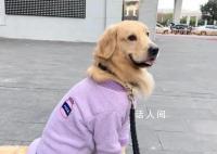 大学生兴起免费帮人遛狗潮 狗主人高兴大学生高兴狗狗也高兴