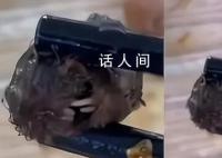 “鼠头鸭脖”院校已删除鸭脖声明 鼠头鸭脖事件调查结果公布