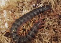 深圳邮局海关查获秘鲁巨人蜈蚣 最长可达半米