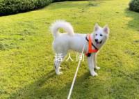 大学生“以证换狗”走红背后 双方还应注意遛狗过程中可能面临的法律责任和风险