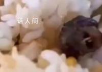 吃了被老鼠污染的食物怎么办?