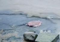 外来生物美国珍珠鳖被放生太湖 又见无知人员放生外来物种