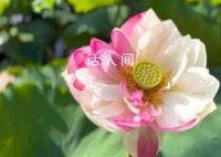 罕见的粉白相间荷花 在绿叶的衬托下显得清新脱俗