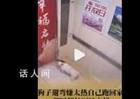 狗狗嫌天热自己坐电梯回家 特别搞笑