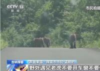 居民驾车偶遇东北虎一家散步被堵 老虎们约过了2分钟才钻入路边森林