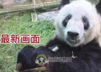 丫丫肉眼可见圆滚滚起来了 大家纷纷感叹它越长越胖的可爱模样