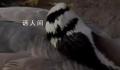 景区网红大雁被游客踢中要害离世 引起了众多网友的讨论