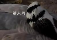 景区网红大雁被游客踢中要害离世 引起了众多网友的讨论