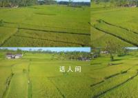 官方:水稻上山不是毁林造田
