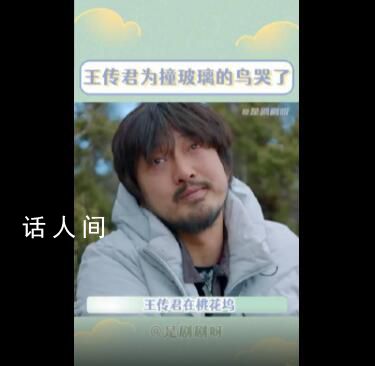 王传君为撞玻璃的鸟流泪 这究竟是怎么回事