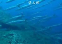 泰国和美国两地大量鱼类死亡 北大西洋洋面温度创纪录