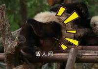 大熊猫在演谁高考后的状态?高考后你是哪种状