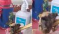 盒饭现鼠头 院长:订餐者无不良反应
