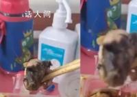 盒饭现鼠头 院长:订餐者无不良反应