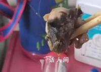 官方:重庆一医院食堂异物确为鼠头