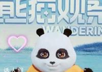 四川人把熊猫拉去做主播了 不愧是你