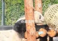 丫丫解锁新玩具竹笼 一起看看具体内容