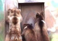 大棕熊“下班”咣咣砸门急得直跳脚 济南动物园的大棕熊火了