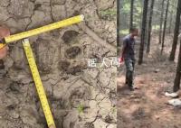 牛犊被咬死现场留巨大爪痕 警方及时赶赴现场勘验