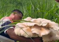 男子外出干活遇超大菌子 捧到手里有草帽那么大