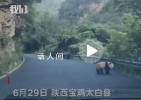 陕西居民驾车途中偶遇淡定大熊猫 背影十分可爱