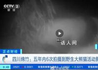野生大熊猫用屁股蹭了蹭红外相机 发现红外相机后先占地盘