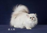 女子去世7只猫继承217万遗产 引起了网友们的广泛关注和讨论