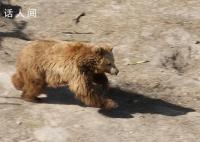 西藏回应县城中心频频熊出没 引发关注和热议