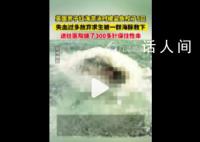 男子游泳被鲨鱼袭击幸有海豚相救 留下了5个巨大的伤口