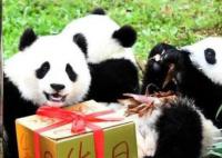 萌兰花花和叶生日快乐 永远健康快乐地吃笋笋