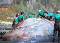 抹香鲸尸体中被发现9.5公斤龙涎香 价值390万元