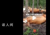 内蒙古一林场27头牛被雷击死亡 当晚雷雨加冰雹约损失35万