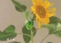 女子花盆里种出2.5米高向日葵 网友：这是房顶的极限不是它的极限