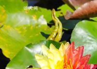 成都一公园开出红黄对称双色睡莲 引起了广泛的关注和热议