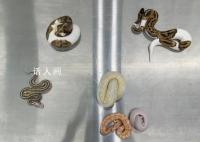 男子用棉袜装6条活体蛇入境被查 目前该批球蟒已移交相关部门