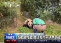 旅韩大熊猫爱宝有新宝宝啦 饲养员为爱宝开启昼夜陪护模式