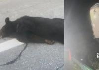 夫妻高速上被黑熊撞翻车致脑震荡 当地相关部门赶到现场处理