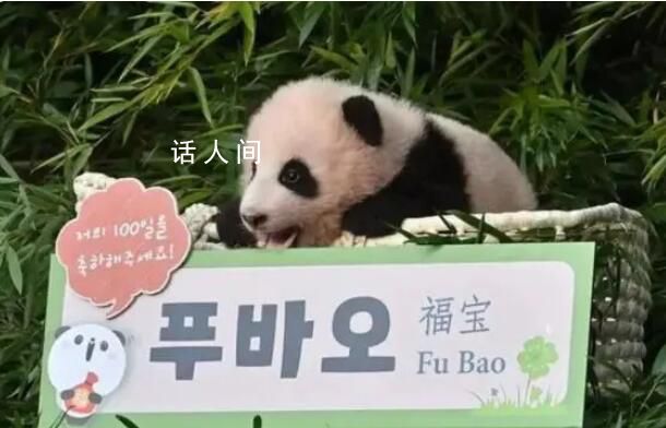 上万韩国人竞聘和大熊猫相关岗位 最终每4540人中只有1人能竞聘上岗
